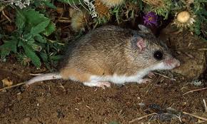 Northern Grasshopper Mouse