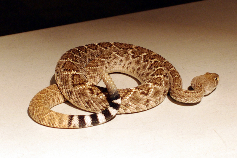 westerndiamondback